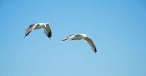Seagulls